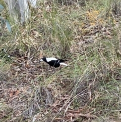 Gymnorhina tibicen at Jerrabomberra, NSW - 10 Oct 2021 11:21 AM