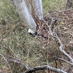 Gymnorhina tibicen at Jerrabomberra, NSW - 10 Oct 2021 11:21 AM