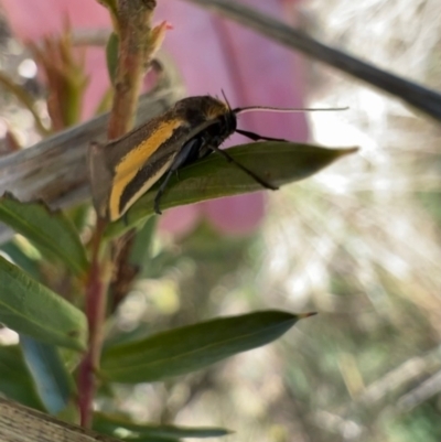 Philobota chrysopotama (A concealer moth) at Murrumbateman, NSW - 11 Oct 2021 by SimoneC