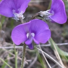 Swainsona behriana (Behr's Swainson-Pea) at Campbell, ACT - 11 Oct 2021 by JaneR