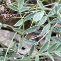 Swainsona behriana at Campbell, ACT - 11 Oct 2021 05:56 PM