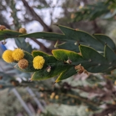 Acacia glaucoptera (Clay Wattle) at Leeton, NSW - 9 Oct 2021 by Darcy
