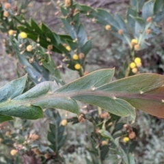 Acacia glaucoptera at Leeton, NSW - 10 Oct 2021