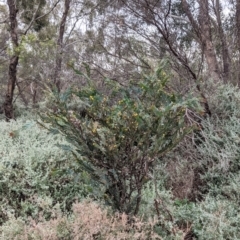 Acacia glaucoptera at Leeton, NSW - 10 Oct 2021