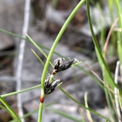 Schoenus apogon (Common Bog Sedge) at Mount Ainslie - 11 Oct 2021 by JaneR