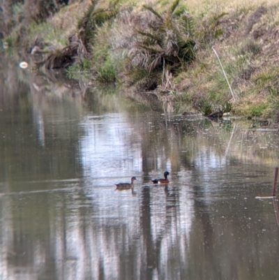 Anas castanea (Chestnut Teal) at Leeton, NSW - 10 Oct 2021 by Darcy