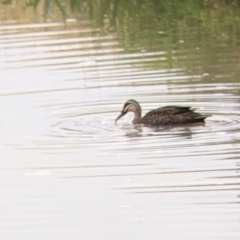 Anas superciliosa (Pacific Black Duck) at Leeton, NSW - 9 Oct 2021 by Darcy