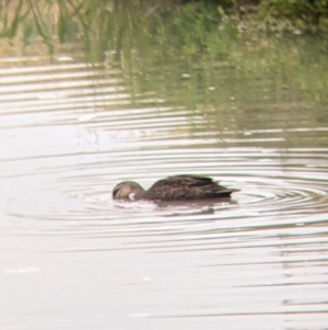 Anas superciliosa at Leeton, NSW - 10 Oct 2021 09:42 AM