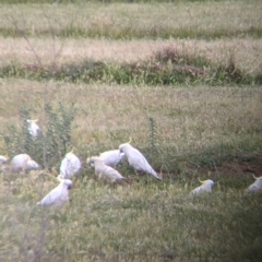 Cacatua galerita (Sulphur-crested Cockatoo) at Leeton, NSW - 9 Oct 2021 by Darcy