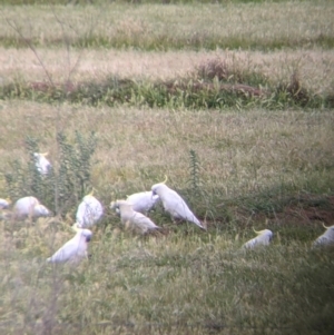 Cacatua galerita at Leeton, NSW - 10 Oct 2021 09:45 AM