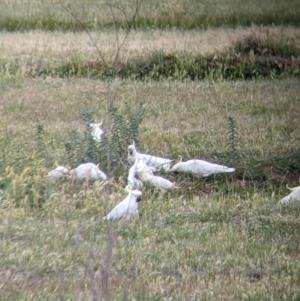 Cacatua galerita at Leeton, NSW - 10 Oct 2021 09:45 AM