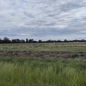 Cacatua galerita at Leeton, NSW - 10 Oct 2021 09:45 AM