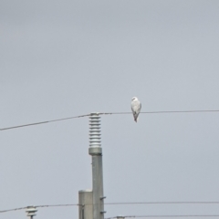 Elanus axillaris (Black-shouldered Kite) at Leeton, NSW - 9 Oct 2021 by Darcy