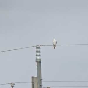 Elanus axillaris at Leeton, NSW - 10 Oct 2021