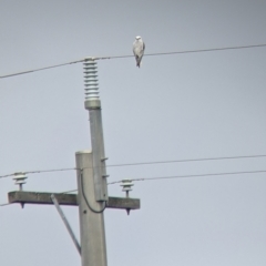 Elanus axillaris at Leeton, NSW - 10 Oct 2021