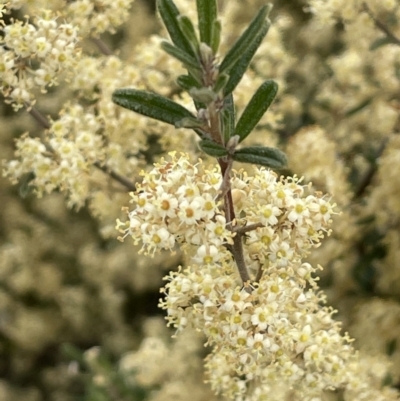 Pomaderris angustifolia (Pomaderris) at Mount Ainslie - 11 Oct 2021 by JaneR