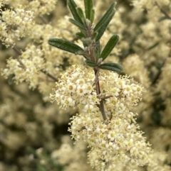 Pomaderris angustifolia (Pomaderris) at Campbell, ACT - 11 Oct 2021 by JaneR