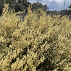 Pomaderris angustifolia at Campbell, ACT - 11 Oct 2021