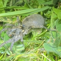 Portacosa cinerea (Grey wolf spider) at QPRC LGA - 11 Oct 2021 by Steve_Bok