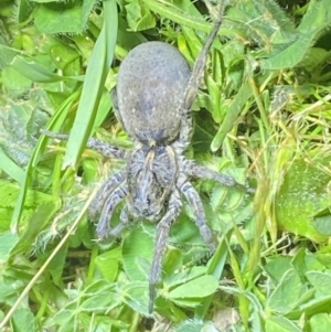 Portacosa cinerea at Jerrabomberra, NSW - suppressed