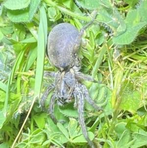 Portacosa cinerea at Jerrabomberra, NSW - suppressed