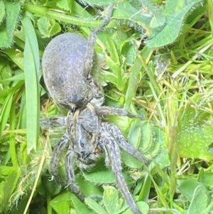 Portacosa cinerea at Jerrabomberra, NSW - suppressed