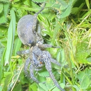 Portacosa cinerea at Jerrabomberra, NSW - suppressed