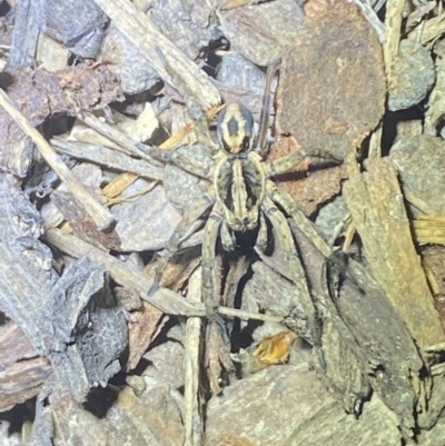 Lycosidae (family) (Wolf spider) at Jerrabomberra, NSW - 11 Oct 2021 by SteveBorkowskis