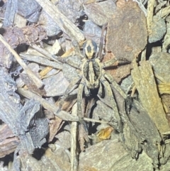 Unidentified Wolf spider (Lycosidae) (TBC) at Jerrabomberra, NSW - 11 Oct 2021 by Steve_Bok