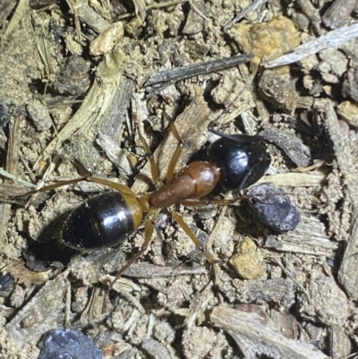 Camponotus consobrinus (Banded sugar ant) at QPRC LGA - 11 Oct 2021 by Steve_Bok