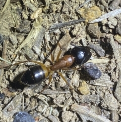 Camponotus consobrinus (Banded sugar ant) at Jerrabomberra, NSW - 11 Oct 2021 by Steve_Bok