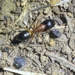 Camponotus consobrinus at Jerrabomberra, NSW - 11 Oct 2021