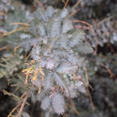 Acacia baileyana (Cootamundra Wattle, Golden Mimosa) at Leeton, NSW - 9 Oct 2021 by Darcy