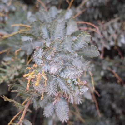 Acacia baileyana (Cootamundra Wattle, Golden Mimosa) at Leeton, NSW - 9 Oct 2021 by Darcy