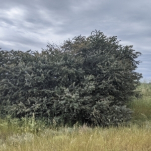 Acacia baileyana at Leeton, NSW - 10 Oct 2021