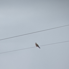 Falco cenchroides (Nankeen Kestrel) at Leeton, NSW - 9 Oct 2021 by Darcy