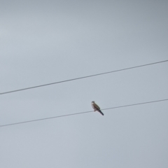 Falco cenchroides at Leeton, NSW - 10 Oct 2021 09:58 AM