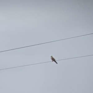 Falco cenchroides at Leeton, NSW - 10 Oct 2021 09:58 AM