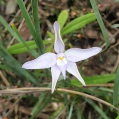 Glossodia major (Wax Lip Orchid) at Aranda Bushland - 10 Oct 2021 by drakes