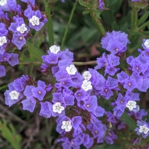 Limonium sinuatum at Leeton, NSW - 10 Oct 2021 09:59 AM