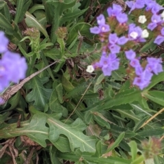 Limonium sinuatum at Leeton, NSW - 10 Oct 2021 09:59 AM