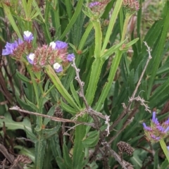 Limonium sinuatum at Leeton, NSW - 10 Oct 2021 09:59 AM