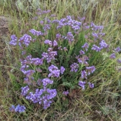 Limonium sinuatum at Leeton, NSW - 10 Oct 2021 09:59 AM