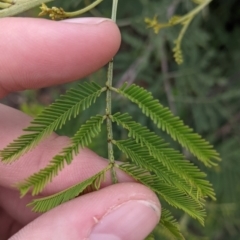 Acacia mearnsii (Black Wattle) at Leeton, NSW - 9 Oct 2021 by Darcy