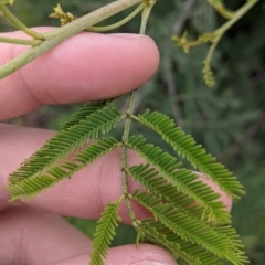 Acacia mearnsii at Leeton, NSW - 10 Oct 2021