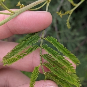 Acacia mearnsii at Leeton, NSW - 10 Oct 2021