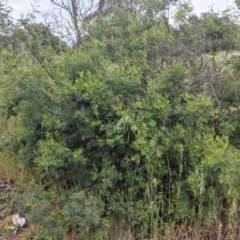 Acacia mearnsii at Leeton, NSW - 10 Oct 2021