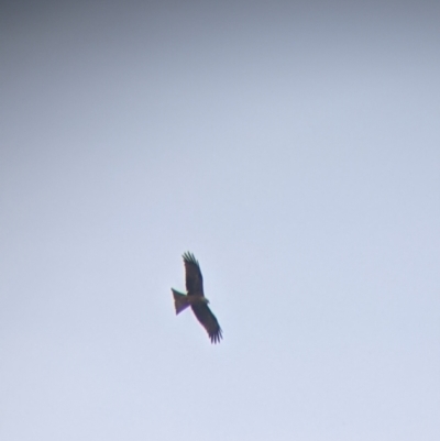 Milvus migrans (Black Kite) at Leeton, NSW - 9 Oct 2021 by Darcy