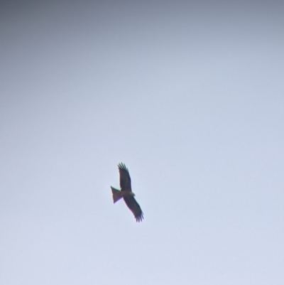 Milvus migrans (Black Kite) at Leeton, NSW - 10 Oct 2021 by Darcy