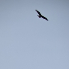 Milvus migrans at Leeton, NSW - 10 Oct 2021 10:14 AM
